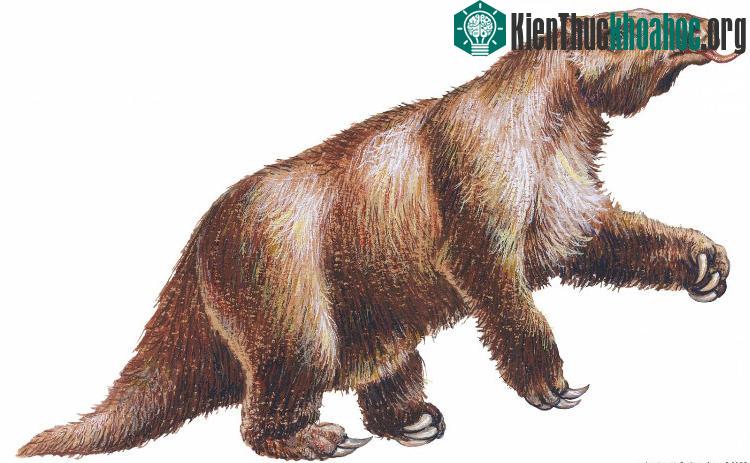 Megatherium còn được gọi là lười đất khổng lồ.