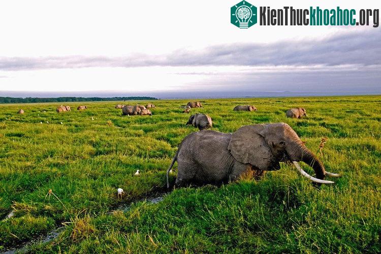Voi châu Phi tại Tanzania đã bị suy giảm cực kỳ nghiêm trọng về số lượng do nạn săn bắt.