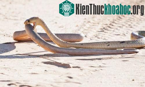 Rắn hổ mang ăn thịt đồng loại trong công viên động vật hoang dã Kgalagadi Transfrontier Park ở Nam Phi