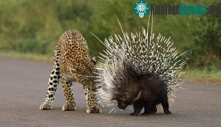 Con Nhím