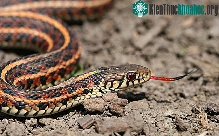 Rắn mất tay chân từ hơn 100 triệu năm trước, trước cả khi T-Rex ngự trị Trái đất khoảng 35 triệu năm.