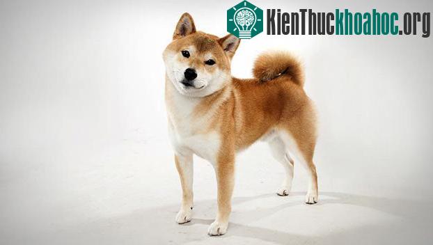 Chó Shiba Inu