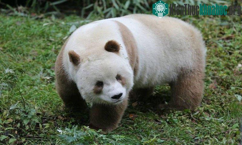 Gấu trúc nâu duy nhất trên thế giới ăn 40kg tre mỗi ngày ảnh 0