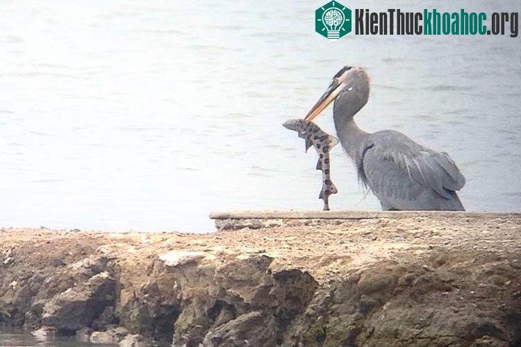Một con chim diệc xanh lớn ngoạm ngang mình cá mập da báo. (Ảnh: Wray Gabel/SFBBO).