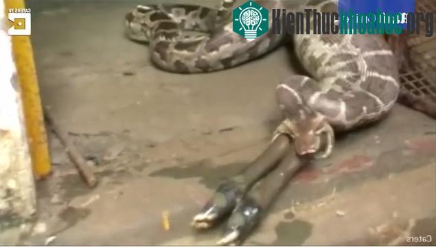 Con trăn tham lam cố nuốt trọn linh dương nhưng không được. (Ảnh chụp từ clip).