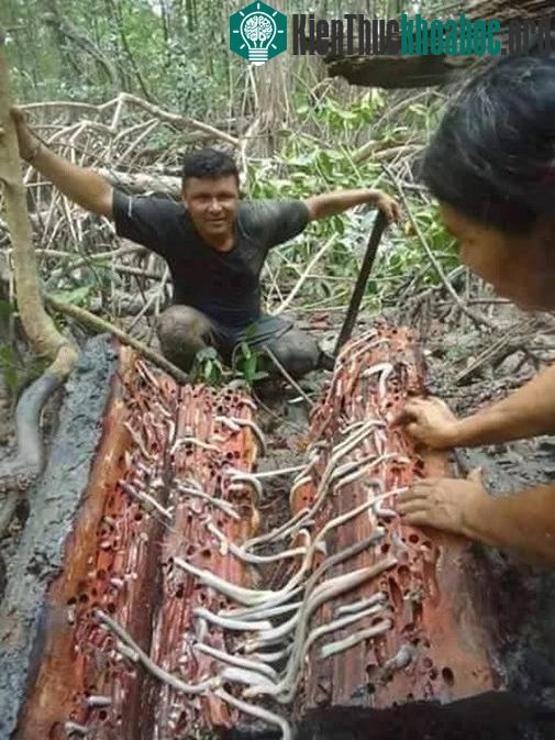 Đây là kết quả sau khi một người đàn ông bổ dọc thân cây ngâm trong đầm lầy nhiều năm.