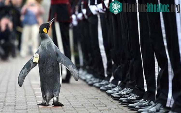 Chim cánh cụt hoàng đế Nils Olav