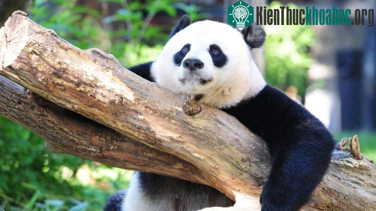 Gấu trúc đã không còn nằm trong danh mục "có nguy cơ tuyệt chủng" trong Sách Đỏ nữa.