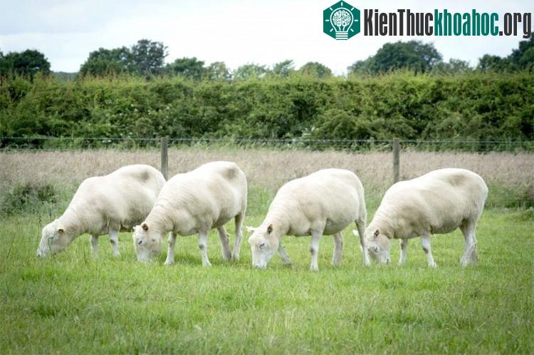 Debbie, Denise, Dianna, Daisy được gọi chung là "các Dolly" vì chúng là các bản sao chính xác về gene của cừu Dolly đã qua đời - (Ảnh: University of Nottingham).