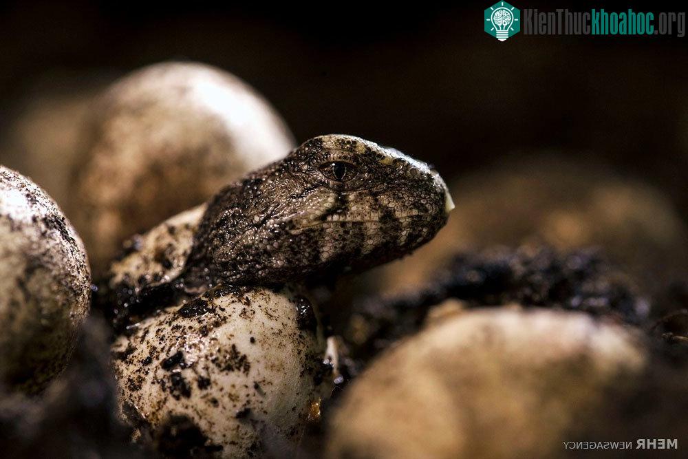 Thằn lằn Tuatara con chui ra khỏi vỏ trứng.