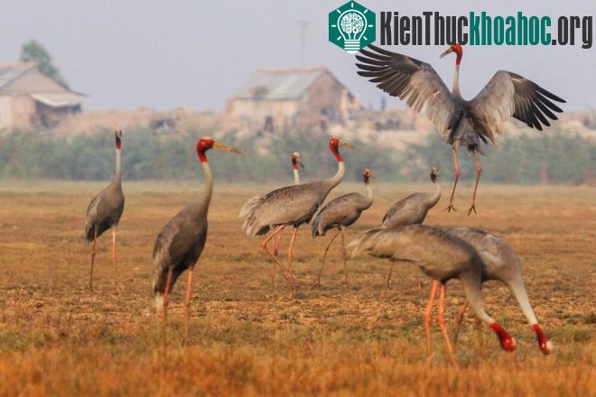 Sếu đầu đỏ được coi là biểu tượng của Tràm Chim (Đồng Tháp) và là một trong những yếu tố giúp Vườn quốc gia này trở thành khu đất ngập nước (ramsar) thứ 2.000 thế giới vào cuối năm 2012.