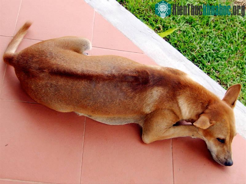 Xoáy lông ở chó Phú Quốc... Thế nhưng, khi giao phối trong điều kiện nuôi, chỉ có khoảng 40% chó Phú Quốc sinh ra là có lông xoáy như thế này (Ảnh: H.Cát)