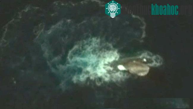 Vật thể nghi là mực khổng lồ dài 120m. (Ảnh: Google Earth).