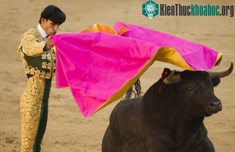 Đấu sĩ Victor Barrio trong một trận đấu bò tót ở Madrid, Tây Ban Nha năm 2011. (Ảnh: AP).