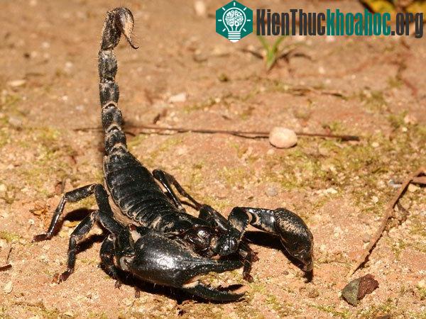 Bọ cạp thuộc loại động vật không xương sống, thân phân đốt