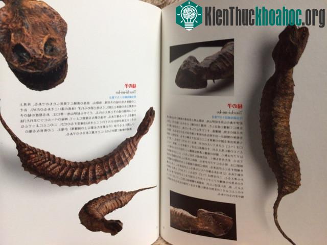 Xác ướp được cho là một con Tsuchinoko. (Ảnh minh họa).
