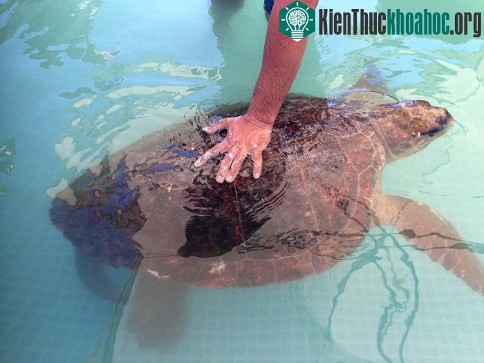 Con rùa Quản Đồng bị nhiều thương tích nặng sau khi du khách lôi nó lên bờ chụp ảnh. (Ảnh: Animals Lebanon).