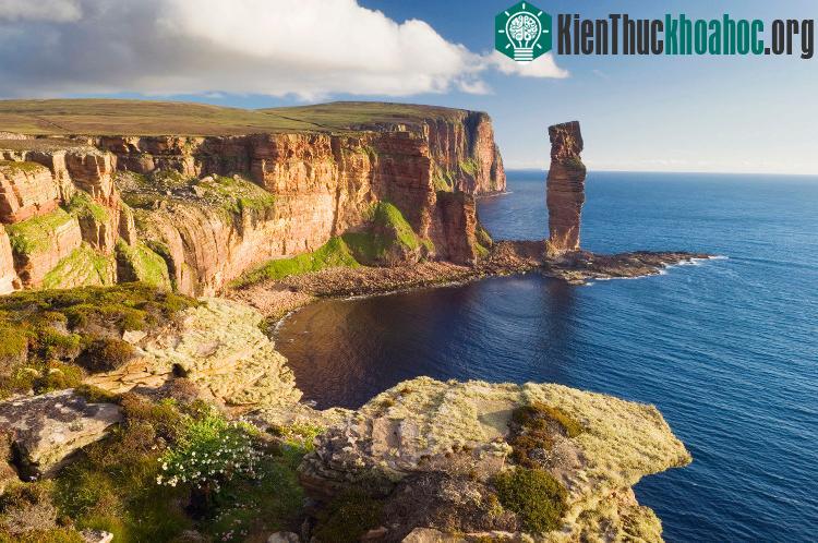 Vách đá của đảo Orkney, Scotland.