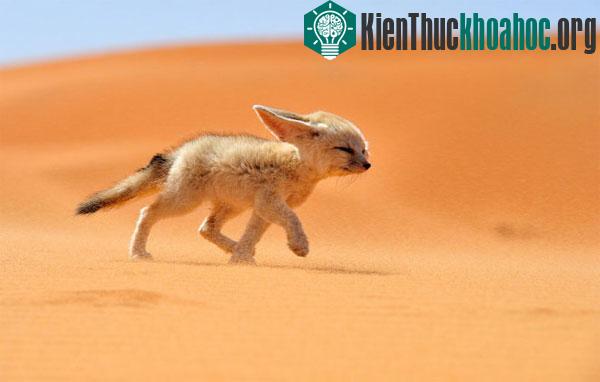 Cáo Fennec