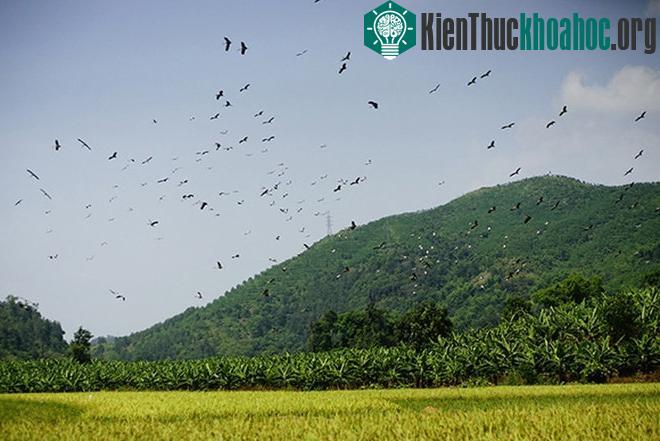 Hàng trăm con chim bay kiếm mồi tại những thửa ruộng đã gặt xong.