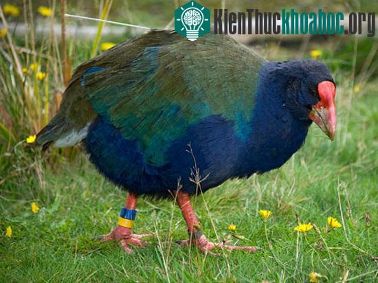 Chim Takahe