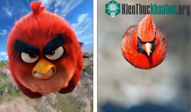 Chú chim hồng y mà Kushner chụp giống "y hệt" như Red trong Angry Birds