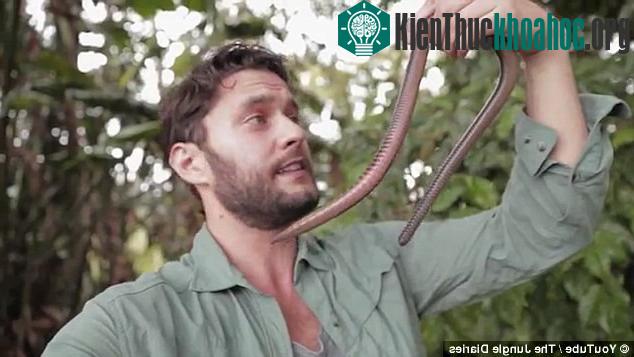 Nhà côn trùng học Phil Torres và con giun dài 1,2m.