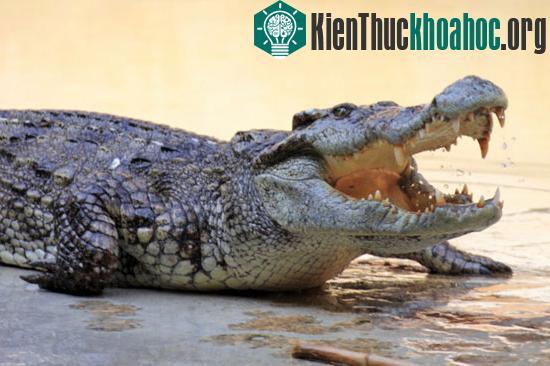 Da cá sấu giúp phát hiện con mồi đang bơi