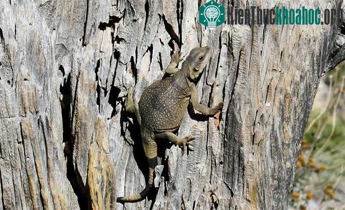 Loài bò sát Chuchwalla sống ở sa mạc khô hạn phía tây nam nước Mỹ. (Ảnh: Desert USA).