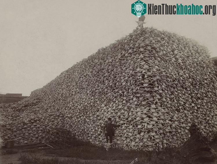 Núi xương sọ bò rừng bizon trong bức ảnh chụp năm 1870 đang chờ nghiền nhỏ và trộn thành phân bón. (Ảnh: Wikimedia Commons).