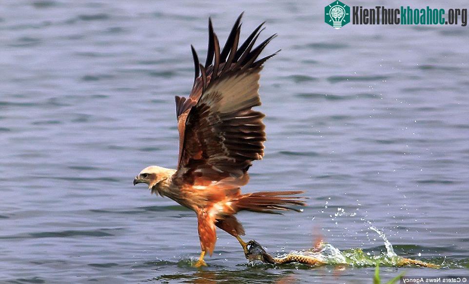 Đại bàng lao xuống nước và bắt được một con cá dưới hồ Ameenpur ở Hyderabad, Ấn Độ. Ngay lúc đó, một con rắn ranh mãnh từ phía sau bơi tới giành mồi.