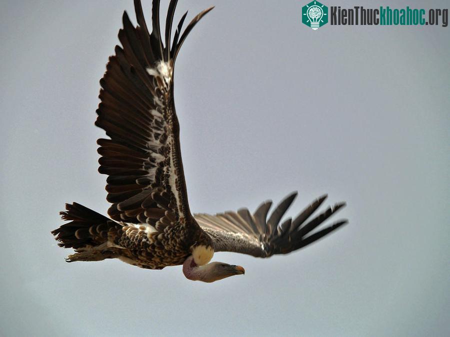 Gyps Rueppellii