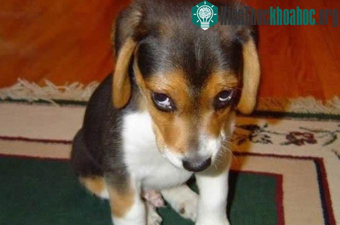 Loài chó rất biết cách "cư xử" để không bị con người trút giận. (Ảnh: Thedodo).