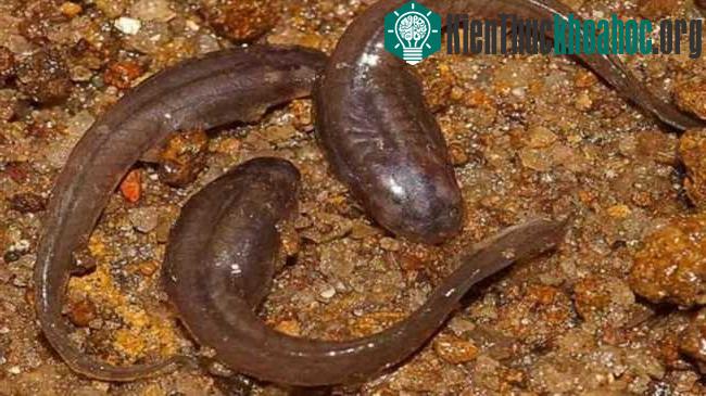 Loài nòng nọc mới thuộc họ ếch "vũ công" Ấn Độ tên Micrixalidae. (Ảnh: SD Biju).