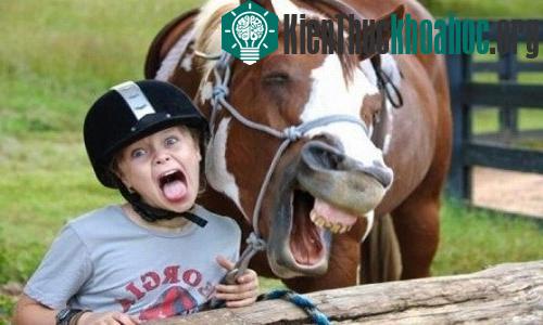 Ngựa biết phân biệt giữa gương mặt giận dữ và vui vẻ.