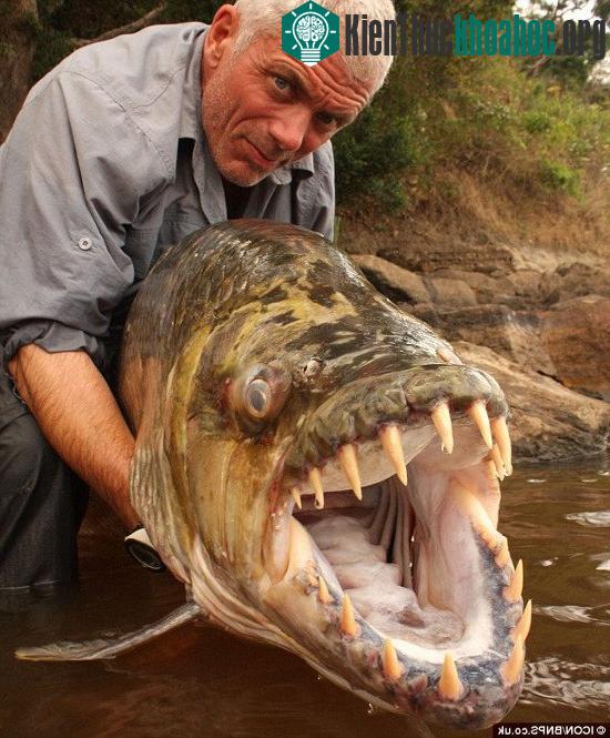 Cá hổ Congo