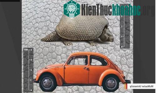Tatu khổng lồ có kích thước và trọng lượng ngang một chiếc xe ôtô. (Ảnh: Đại học McMaster).