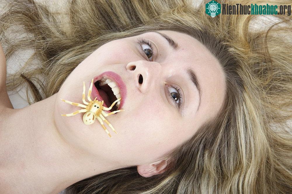 Không phải loài nhện nào cũng nguy hiểm với con người