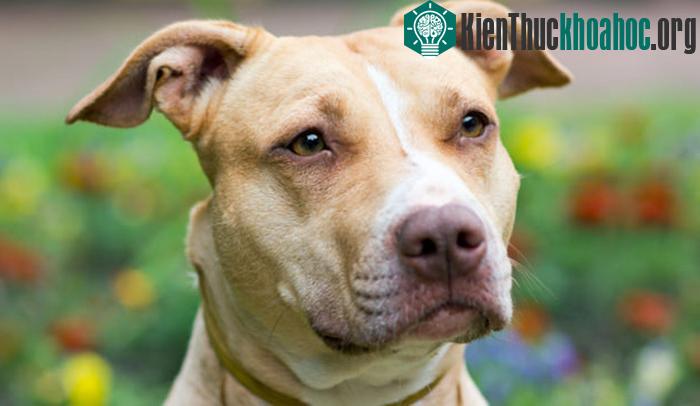 Giống chó Pit Bull Terrier của Mỹ. (Ảnh: Dog Notebook).
