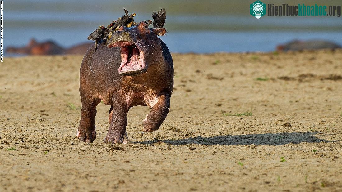 Ảnh: Marc Mol
