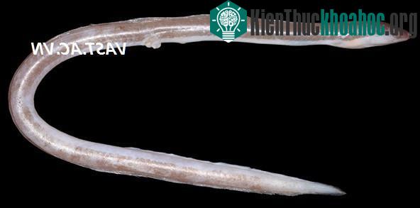 Mẫu gốc Holotype của loài cá Chình Phương Đông Chlopsis orientalis, chiều dài toàn thân 269mm, mã số mẫu vật IMER-16495.