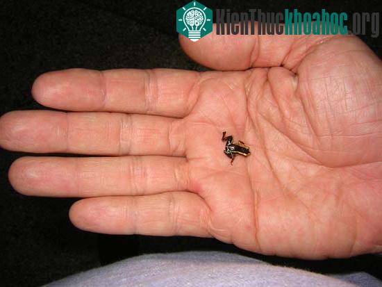 Con nhái độc Eleutherodactylus dài không đến 10mm, nằm gọn trong lòng bàn tay. (Ảnh: Pravda)