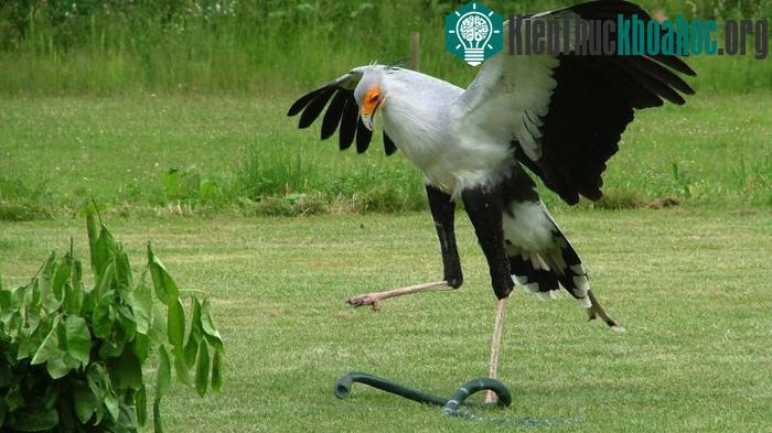 Medeleine tấn công con rắn bằng cao su. (Ảnh: Hawk Conservancy).