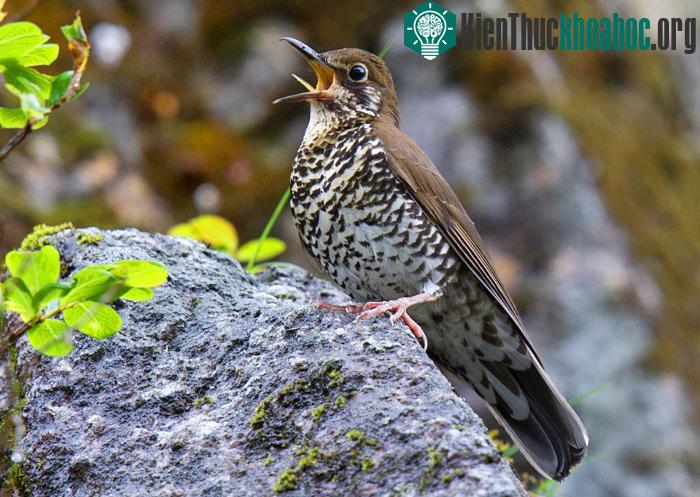 Loài chim hoét rừng Zoothera salimalii. (Ảnh: Scinews.com).
