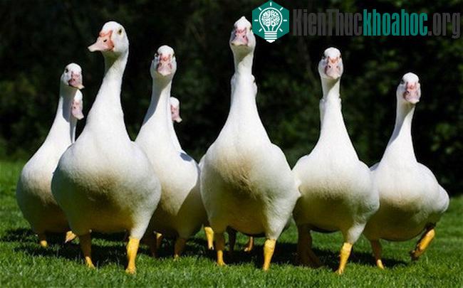 Cảnh sát tỉnh Tân Cương đã quyết định tuyển thêm một đội quân ngỗng làm cảnh vệ.