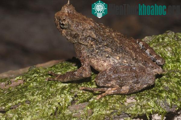 Megophrys latidactyla. (Ảnh: Nguyễn Thiên Tạo).