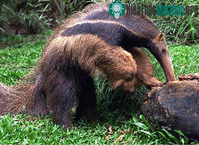 Thú ăn kiến bắt kiến và mối qua những lỗ nhỏ trên đỉnh tổ kiến.
