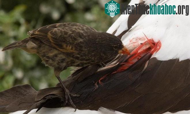 Để có thức ăn, chim sẻ hút máu nhảy lên thân một con chim lớn hơn như ó biển chân xanh và mổ vào lông đuôi cho đến khi máu chảy ướt đẫm.
