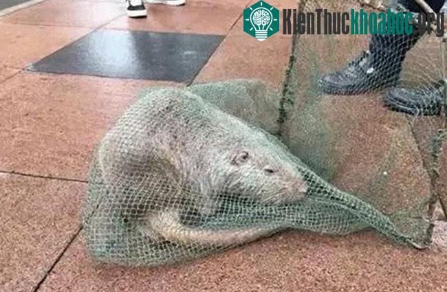 Các nhân viên bảo vệ đã bắt được chuột khổng lồ dài hơn 90cm trong trường đại học Y Ôn Châu.