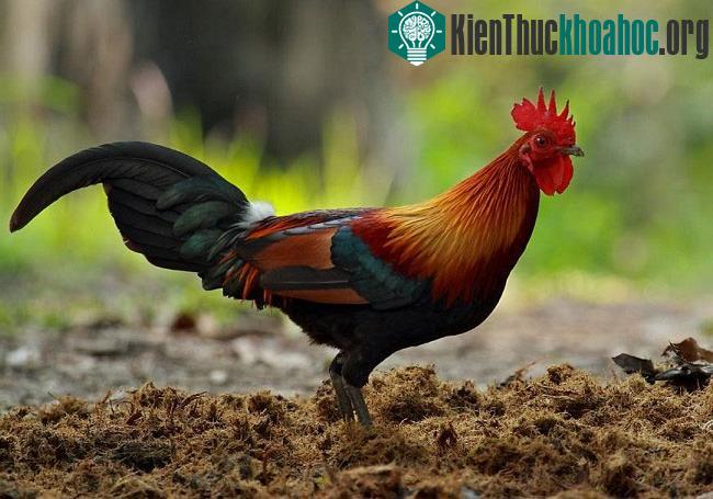 Kinh ngạc khả năng tính toán của động vật